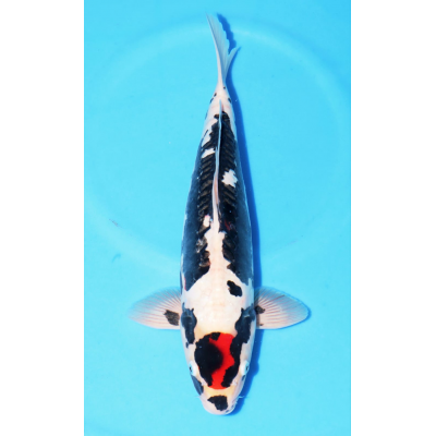 KGE.39 TANCHO KUMONRYU